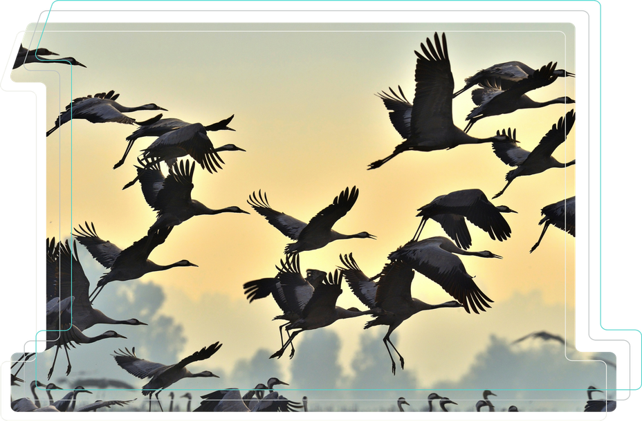A flock of water fowl taking flight
